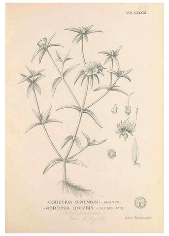 Reproducción/Reproduction 49746681913: Flora de Filipinas,. Manila,Estab. tip. de Plana y ca.,1877-83.. 