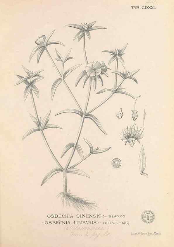 Reproducción/Reproduction 49746681913: Flora de Filipinas,. Manila,Estab. tip. de Plana y ca.,1877-83.. 