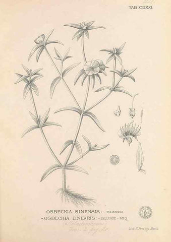 Reproducción/Reproduction 49746681913: Flora de Filipinas,. Manila,Estab. tip. de Plana y ca.,1877-83.. 