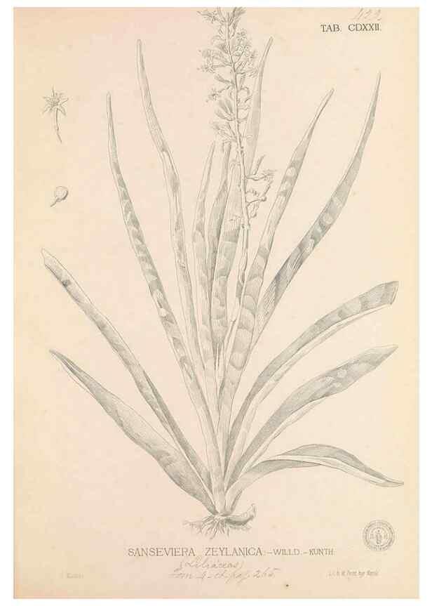 Reproducción/Reproduction 49747224071: Flora de Filipinas,. Manila,Estab. tip. de Plana y ca.,1877-83.. 