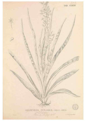 Reproducción/Reproduction 49747224071: Flora de Filipinas,. Manila,Estab. tip. de Plana y ca.,1877-83.. 
