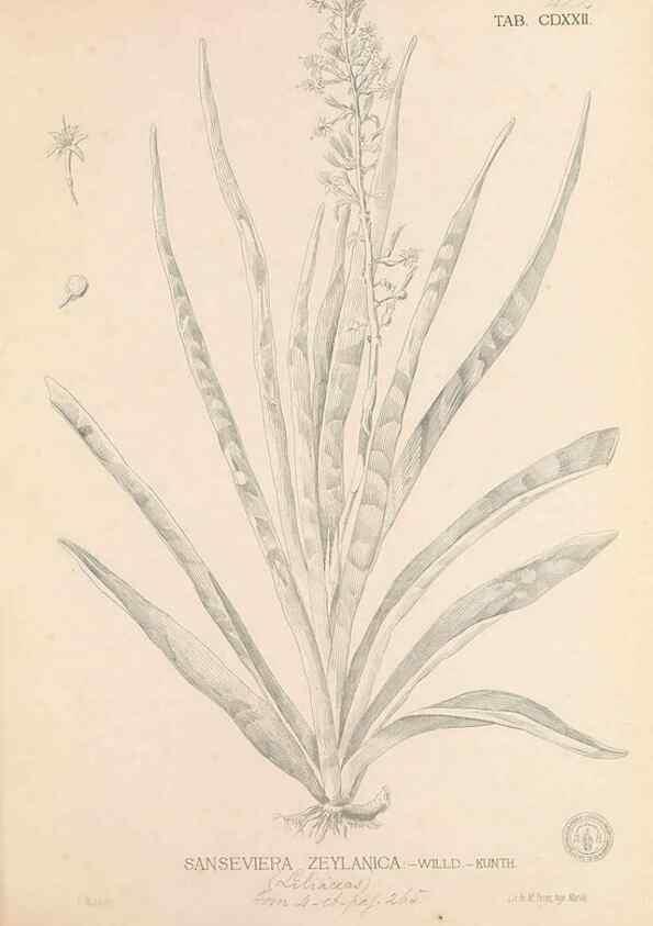 Reproducción/Reproduction 49747224071: Flora de Filipinas,. Manila,Estab. tip. de Plana y ca.,1877-83.. 