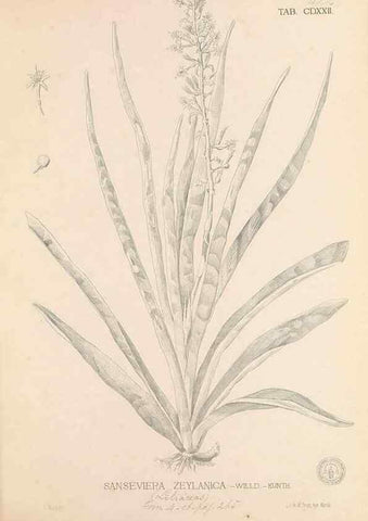 Reproducción/Reproduction 49747224071: Flora de Filipinas,. Manila,Estab. tip. de Plana y ca.,1877-83.. 