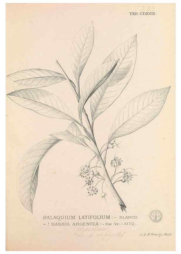 Reproducción/Reproduction 49747551332: Flora de Filipinas,. Manila,Estab. tip. de Plana y ca.,1877-83.. 