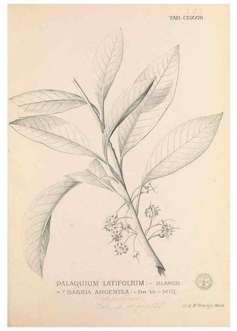 Reproducción/Reproduction 49747551332: Flora de Filipinas,. Manila,Estab. tip. de Plana y ca.,1877-83.. 