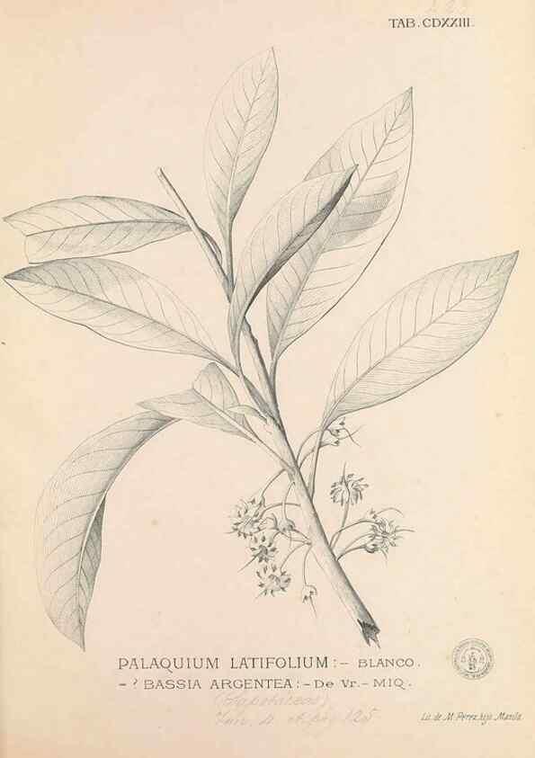 Reproducción/Reproduction 49747551332: Flora de Filipinas,. Manila,Estab. tip. de Plana y ca.,1877-83.. 
