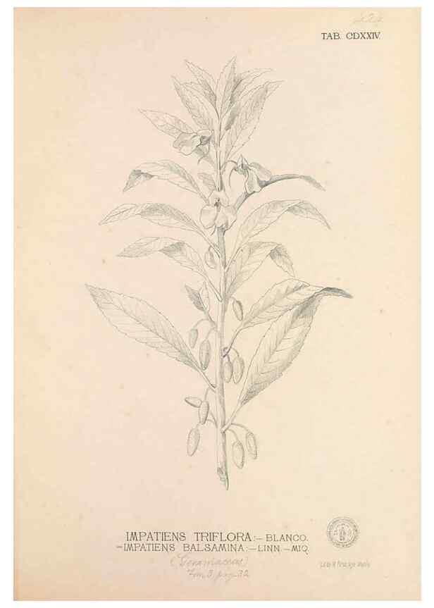 Reproducción/Reproduction 49747224581: Flora de Filipinas,. Manila,Estab. tip. de Plana y ca.,1877-83.. 