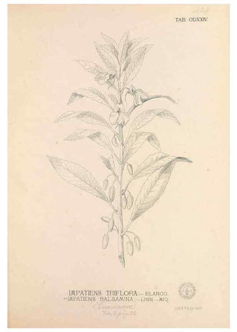 Reproducción/Reproduction 49747224581: Flora de Filipinas,. Manila,Estab. tip. de Plana y ca.,1877-83.. 