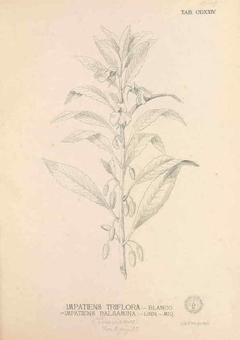 Reproducción/Reproduction 49747224581: Flora de Filipinas,. Manila,Estab. tip. de Plana y ca.,1877-83.. 