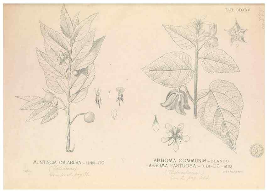 Reproducción/Reproduction 49746682848: Flora de Filipinas,. Manila,Estab. tip. de Plana y ca.,1877-83.. 