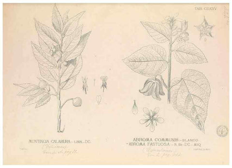 Reproducción/Reproduction 49746682848: Flora de Filipinas,. Manila,Estab. tip. de Plana y ca.,1877-83.. 