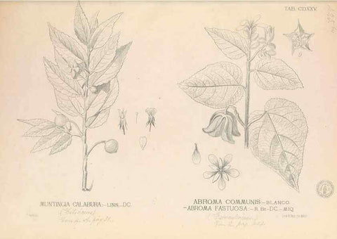 Reproducción/Reproduction 49746682848: Flora de Filipinas,. Manila,Estab. tip. de Plana y ca.,1877-83.. 