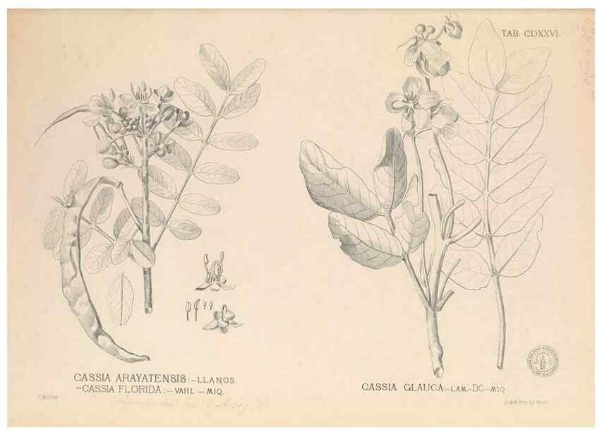 Reproducción/Reproduction 49747552112: Flora de Filipinas,. Manila,Estab. tip. de Plana y ca.,1877-83.. 