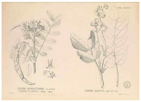 Reproducción/Reproduction 49747552112: Flora de Filipinas,. Manila,Estab. tip. de Plana y ca.,1877-83.. 
