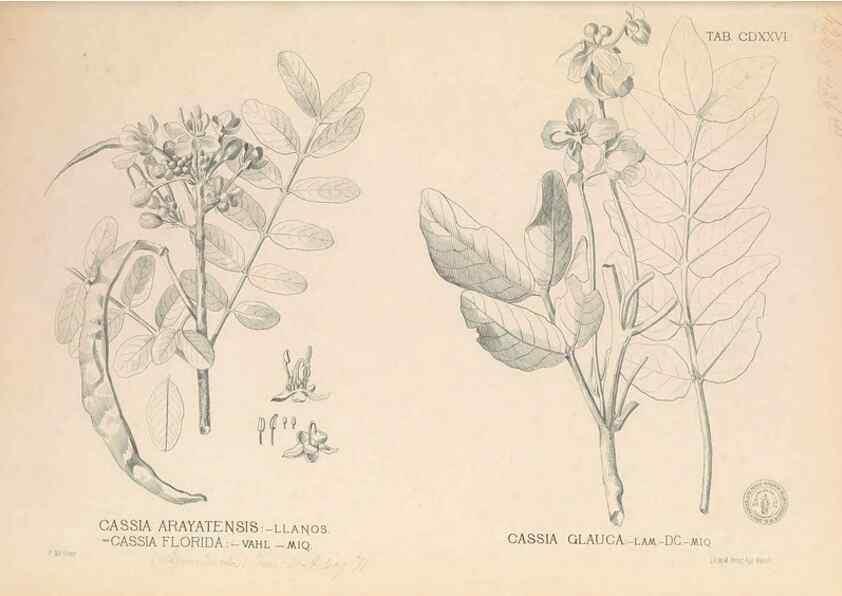 Reproducción/Reproduction 49747552112: Flora de Filipinas,. Manila,Estab. tip. de Plana y ca.,1877-83.. 