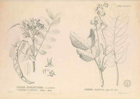 Reproducción/Reproduction 49747552112: Flora de Filipinas,. Manila,Estab. tip. de Plana y ca.,1877-83.. 