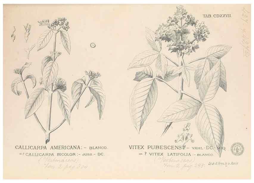 Reproducción/Reproduction 49747225506: Flora de Filipinas,. Manila,Estab. tip. de Plana y ca.,1877-83.. 