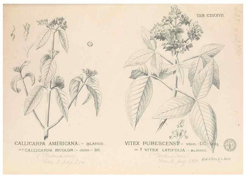 Reproducción/Reproduction 49747225506: Flora de Filipinas,. Manila,Estab. tip. de Plana y ca.,1877-83.. 