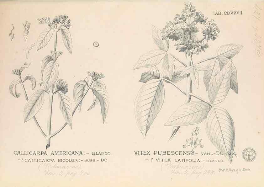 Reproducción/Reproduction 49747225506: Flora de Filipinas,. Manila,Estab. tip. de Plana y ca.,1877-83.. 