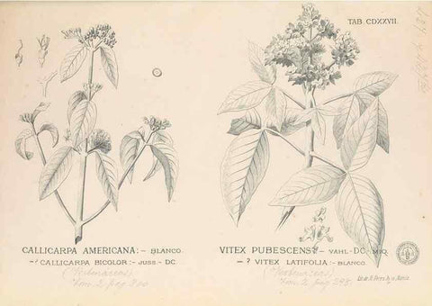 Reproducción/Reproduction 49747225506: Flora de Filipinas,. Manila,Estab. tip. de Plana y ca.,1877-83.. 