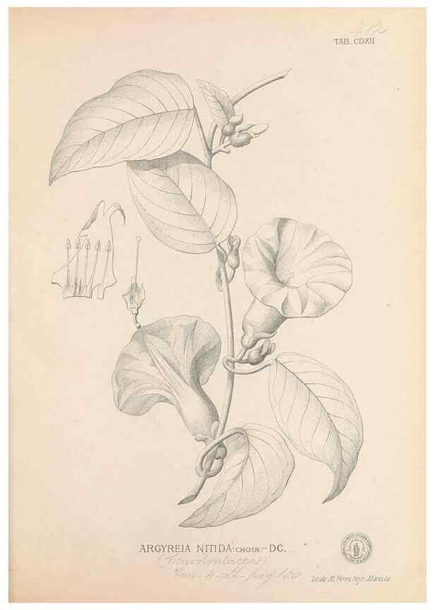 Reproducción/Reproduction 49747221421: Flora de Filipinas,. Manila,Estab. tip. de Plana y ca.,1877-83.. 