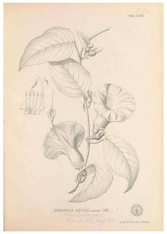 Reproducción/Reproduction 49747221421: Flora de Filipinas,. Manila,Estab. tip. de Plana y ca.,1877-83.. 