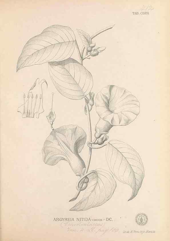 Reproducción/Reproduction 49747221421: Flora de Filipinas,. Manila,Estab. tip. de Plana y ca.,1877-83.. 