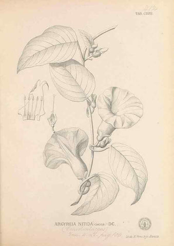 Reproducción/Reproduction 49747221421: Flora de Filipinas,. Manila,Estab. tip. de Plana y ca.,1877-83.. 