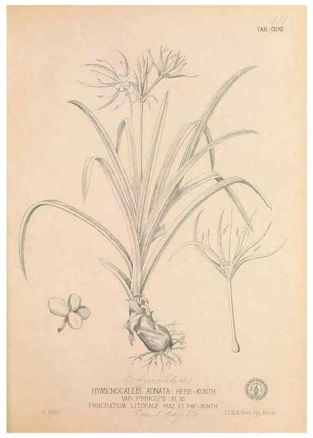 Reproducción/Reproduction 49746679463: Flora de Filipinas,. Manila,Estab. tip. de Plana y ca.,1877-83.. 