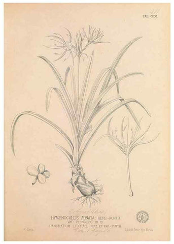 Reproducción/Reproduction 49746679463: Flora de Filipinas,. Manila,Estab. tip. de Plana y ca.,1877-83.. 