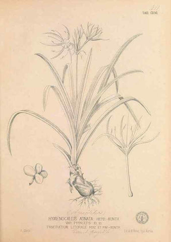 Reproducción/Reproduction 49746679463: Flora de Filipinas,. Manila,Estab. tip. de Plana y ca.,1877-83.. 