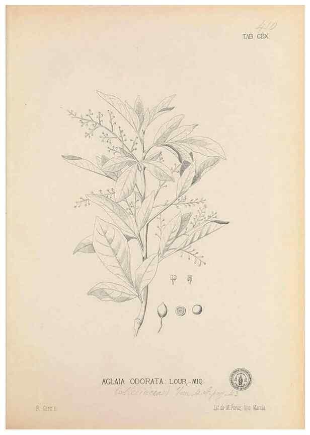 Reproducción/Reproduction 49746679288: Flora de Filipinas,. Manila,Estab. tip. de Plana y ca.,1877-83.. 