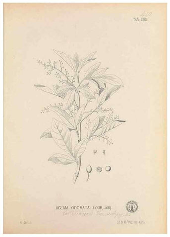 Reproducción/Reproduction 49746679288: Flora de Filipinas,. Manila,Estab. tip. de Plana y ca.,1877-83.. 