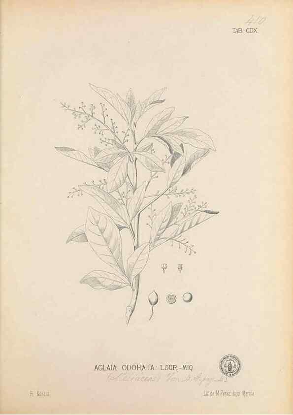 Reproducción/Reproduction 49746679288: Flora de Filipinas,. Manila,Estab. tip. de Plana y ca.,1877-83.. 