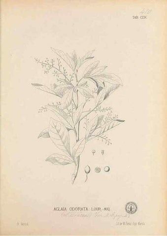 Reproducción/Reproduction 49746679288: Flora de Filipinas,. Manila,Estab. tip. de Plana y ca.,1877-83.. 