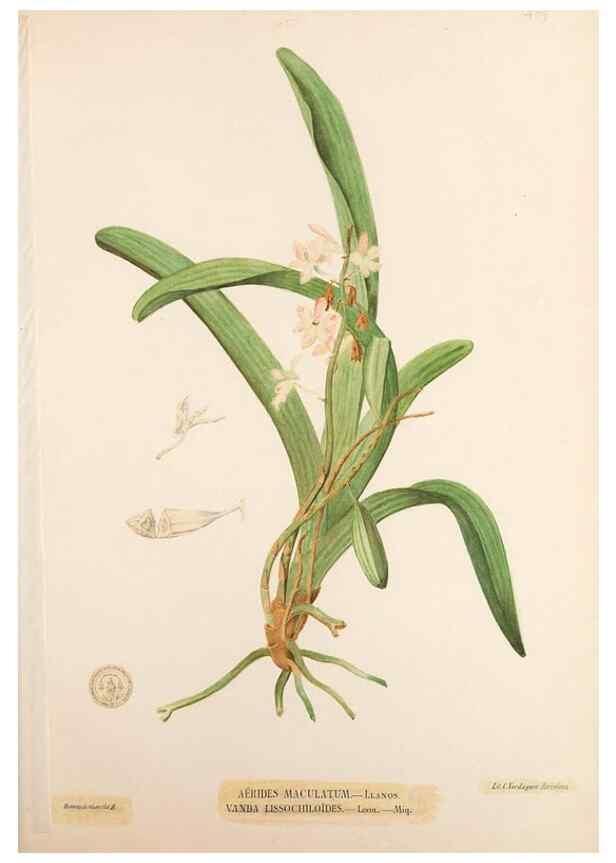 Reproducción/Reproduction 49746679123: Flora de Filipinas,. Manila,Estab. tip. de Plana y ca.,1877-83.. 