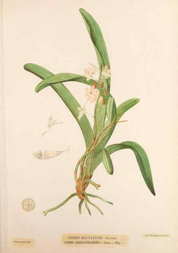 Reproducción/Reproduction 49746679123: Flora de Filipinas,. Manila,Estab. tip. de Plana y ca.,1877-83.. 