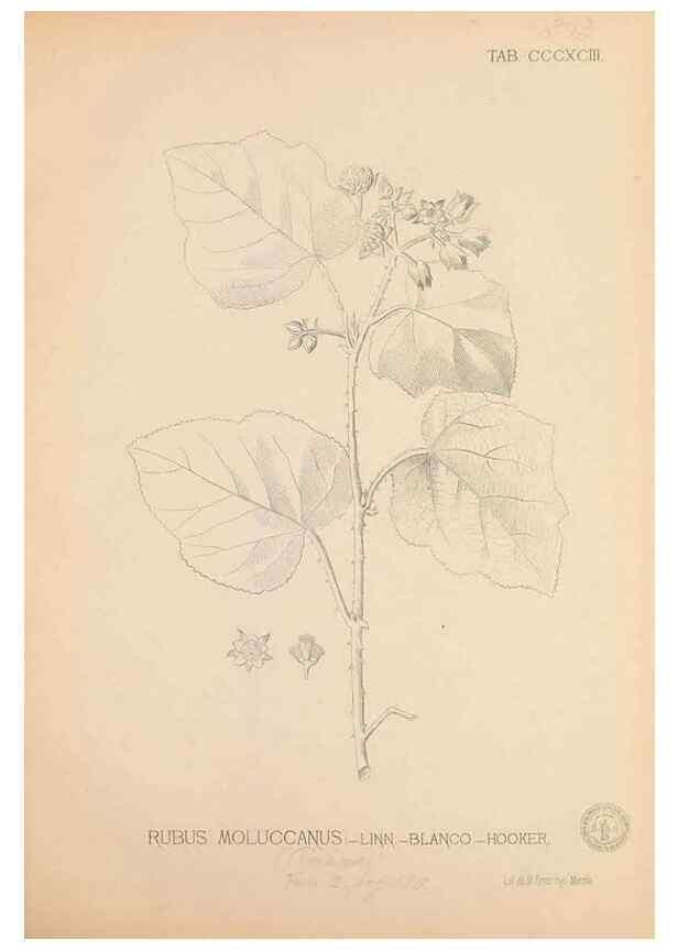 Reproducción/Reproduction 49747543447: Flora de Filipinas,. Manila,Estab. tip. de Plana y ca.,1877-83.. 