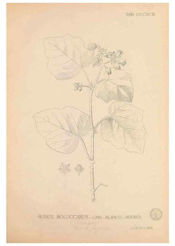 Reproducción/Reproduction 49747543447: Flora de Filipinas,. Manila,Estab. tip. de Plana y ca.,1877-83.. 