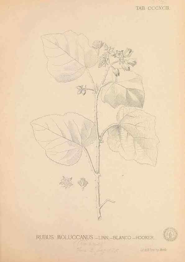 Reproducción/Reproduction 49747543447: Flora de Filipinas,. Manila,Estab. tip. de Plana y ca.,1877-83.. 