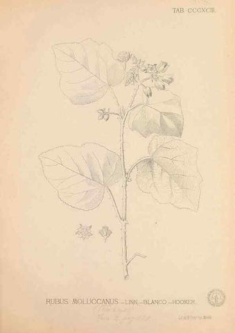 Reproducción/Reproduction 49747543447: Flora de Filipinas,. Manila,Estab. tip. de Plana y ca.,1877-83.. 