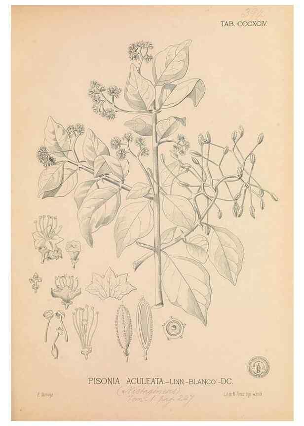 Reproducción/Reproduction 49747543772: Flora de Filipinas,. Manila,Estab. tip. de Plana y ca.,1877-83.. 
