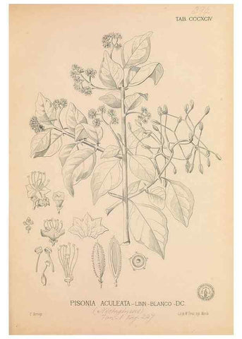 Reproducción/Reproduction 49747543772: Flora de Filipinas,. Manila,Estab. tip. de Plana y ca.,1877-83.. 