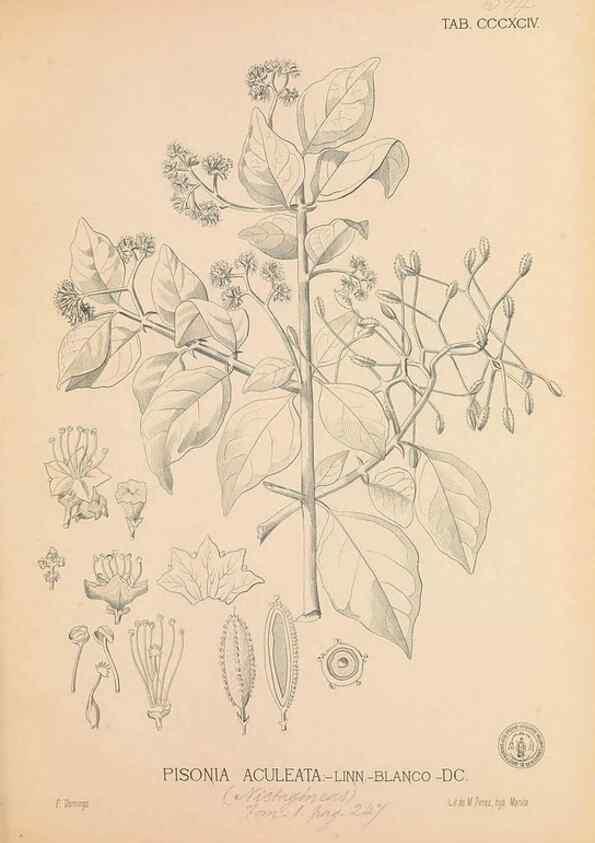 Reproducción/Reproduction 49747543772: Flora de Filipinas,. Manila,Estab. tip. de Plana y ca.,1877-83.. 