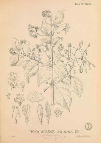 Reproducción/Reproduction 49747543772: Flora de Filipinas,. Manila,Estab. tip. de Plana y ca.,1877-83.. 