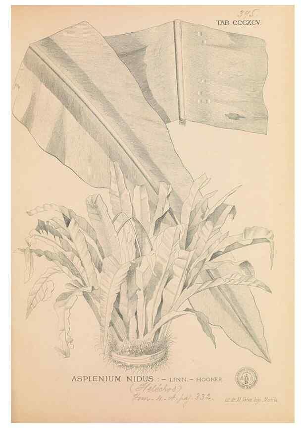 Reproducción/Reproduction 49746675713: Flora de Filipinas,. Manila,Estab. tip. de Plana y ca.,1877-83.. 