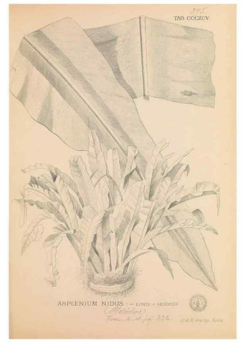 Reproducción/Reproduction 49746675713: Flora de Filipinas,. Manila,Estab. tip. de Plana y ca.,1877-83.. 