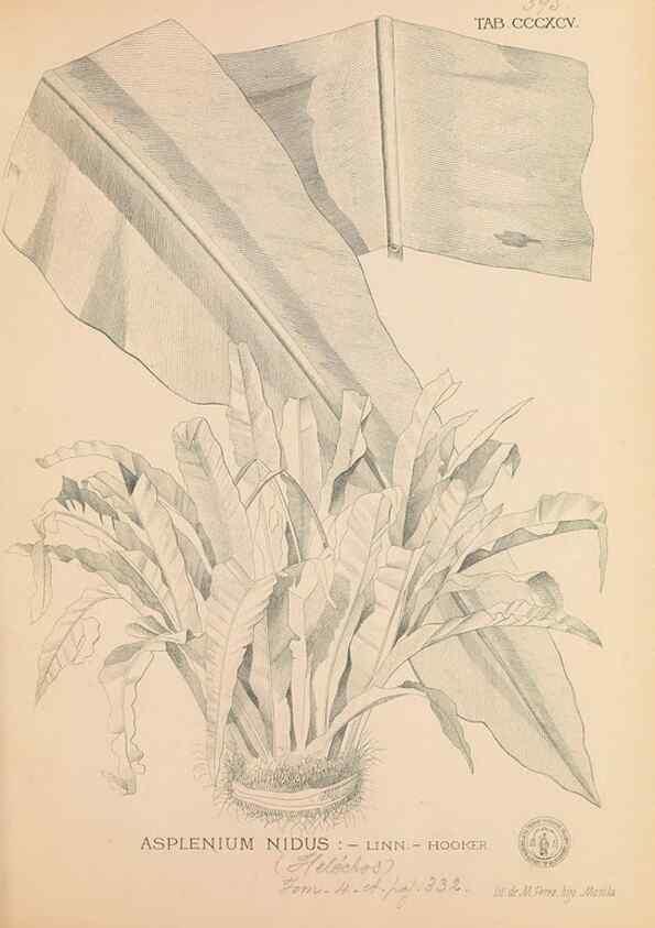 Reproducción/Reproduction 49746675713: Flora de Filipinas,. Manila,Estab. tip. de Plana y ca.,1877-83.. 