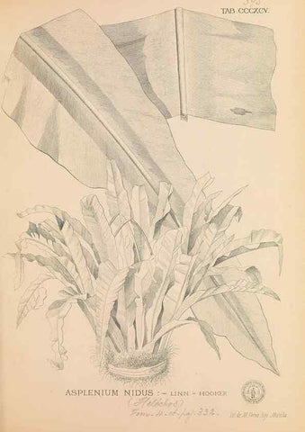 Reproducción/Reproduction 49746675713: Flora de Filipinas,. Manila,Estab. tip. de Plana y ca.,1877-83.. 