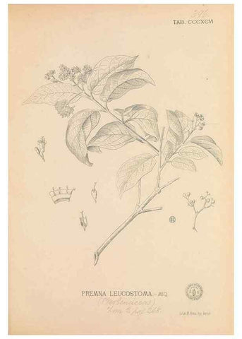 Reproducción/Reproduction 49747217231: Flora de Filipinas,. Manila,Estab. tip. de Plana y ca.,1877-83.. 